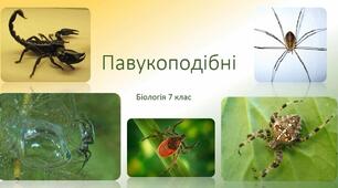 Тема "Павукоподібні"