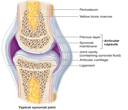 Describe the structure of synovial joint with the help of a neat labelled diagram.