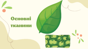 Презентація на тему "Основні тканини рослин"
