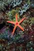 Фото sudan, red sea, u.w. photo, tropical starfish