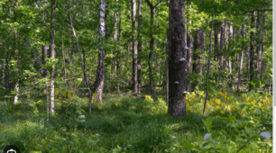 Зміна деревних порід