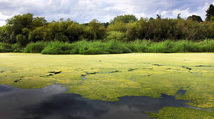 10 клас Водорості. Вищі рослини.