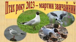 Презентація "Мартин звичайний-птах року2023"