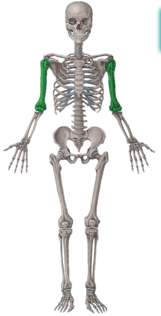 0500kqvg-096c-533x1047.png