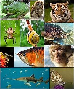 0500kuvu-ce0a-250x300.jpg