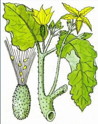 0500l2pz-5e65-345x433.png