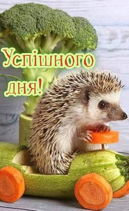 Милий їжачок бажає успішного дня