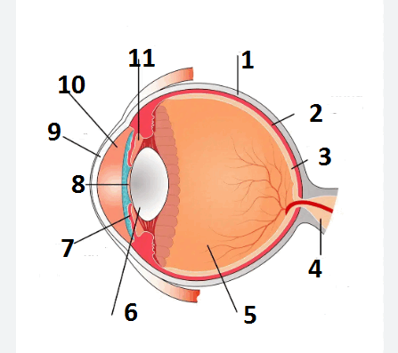 0500lb96-6a12-447x397.png