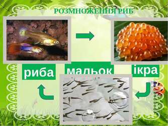 0500lc91-b2cb-334x250.jpg