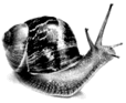 0500liaf-f62d-114x93.png