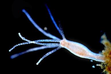 Animales que se regeneran - Hidras (Hydra vulgaris)