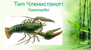 Тип Членистоногі. Клас Ракоподібні
