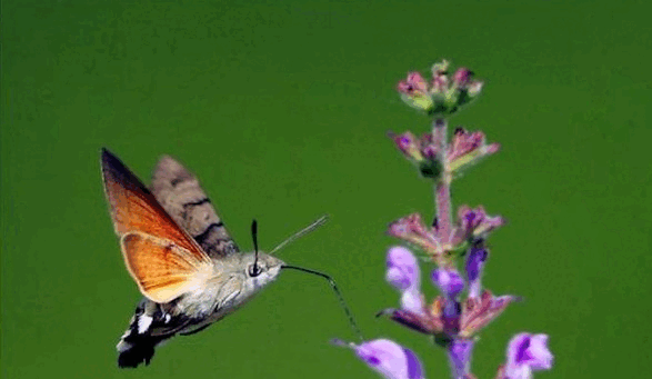 0500lva6-173f-587x341.png