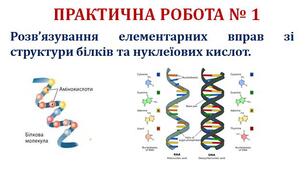 Урок 9/7.  Практична робота №1. Розв’язання елементарних вправ зі структури білків та нуклеїнових кислот.
