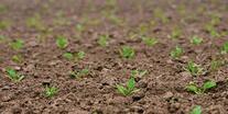 Тема 6. Сходи овочевих культур | Agromage.com