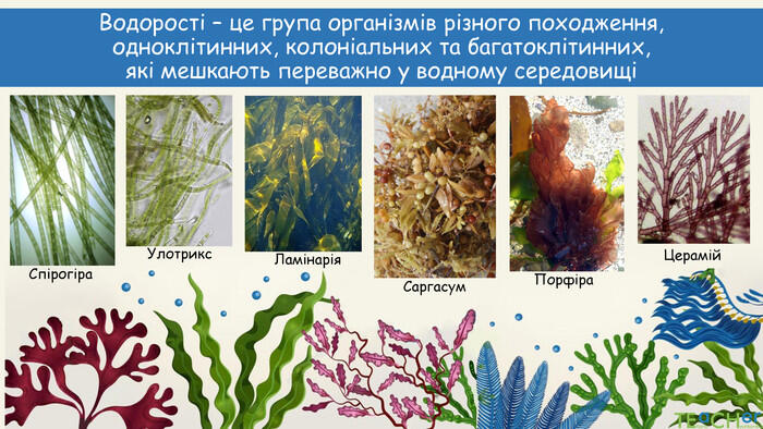 Презентація до уроку: "Водорості"