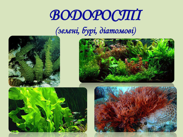 Презентація "Водорості, їхня характеристика"
