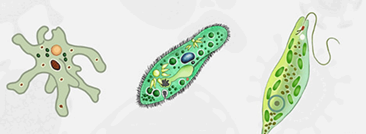 0500m860-ad74-732x268.png