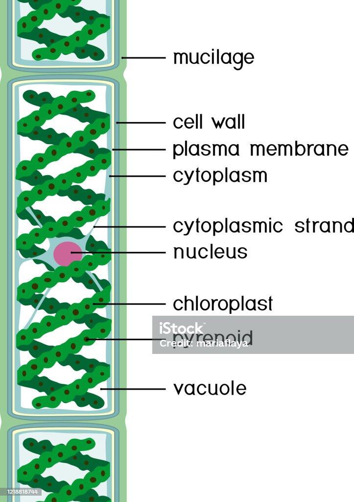 Cấu Trúc Của Spirogyra Với Các Tiêu Đề Được Phân Lập Trên Nền Trắng Hình minh họa Sẵn có - Tải xuống Hình ảnh Ngay bây giờ - iStock