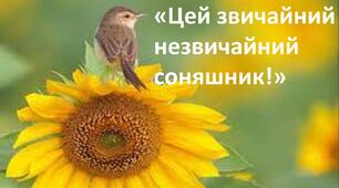 Кейс урок у 3 класі "Такий звичайний незвичайний соняшник!"