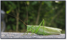 0500mjb9-eab8-219x130.png
