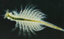 0500mqg3-df31-250x151.jpg