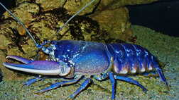 Рідкісний європейський омар (Homarus gammarus) синього кольору. H. Zell / Wikimedia Commons