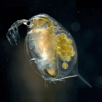 0500mqni-c208-351x351.png