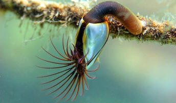 Морські качечки Chaetolepas calcitergum