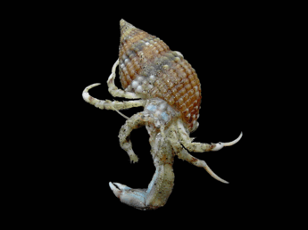 0500mr8g-c975-345x258.png