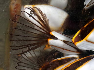 Морські качечки (Lepadomorpha)