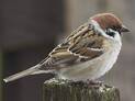 Горобець польовий (Passer montanus, полевой воробей) — Птахи України