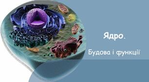 Ядро