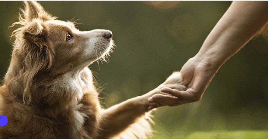 0500mvkp-377c-881x456.png