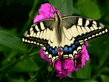 0500mxjp-680f-377x283.gif