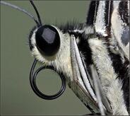 0500mypn-d4f0-184x164.jpg