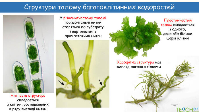 Презентація до уроку: "Водорості"