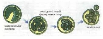 Урок-аукціон у 6 класі "Хламідомонада, хлорела - зелені ...