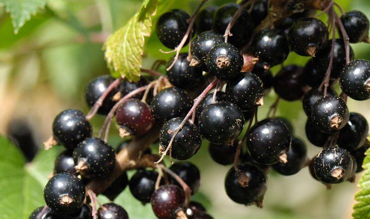 Переробники назвали перспективні ягідні та овочеві культури - AgroTimes