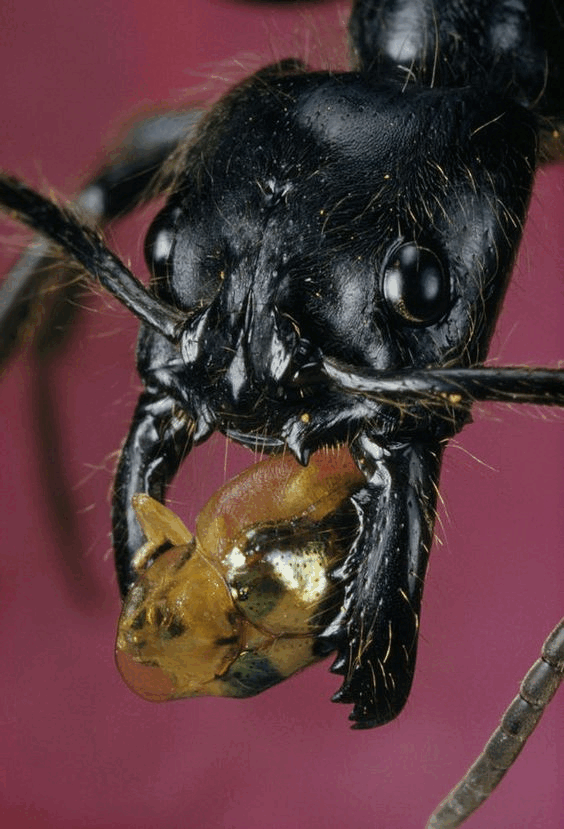 0500nj03-f9e8-564x829.png