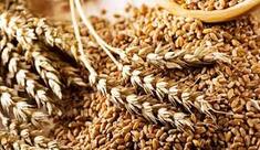 Українське зерно: в Польщі виявили шкідливі речовини у продукції українських аграріїв - Today.ua