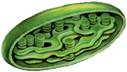 0500no1y-0e77-255x145.gif