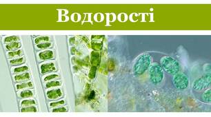 Презентація на тему "Водорості"