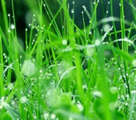 0500nwrz-3277-270x237.png