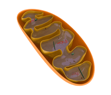 0500nyxb-099e-365x313.png