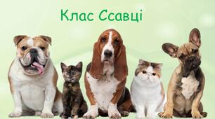 Презентація на тему: "Клас Ссавці"