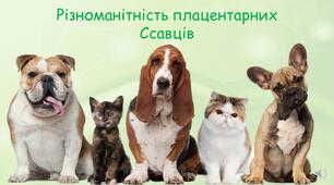 Презентація на тему: "Різноманітність плацентарних Ссавців"