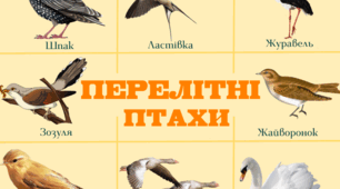Відеозаняття для дітей раннього віку "Перелітні птахи"