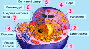 Структура клітини