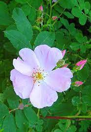 Rosa acicularis — Вікіпедія